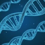 Three DNA strands, symbolizing genetics.