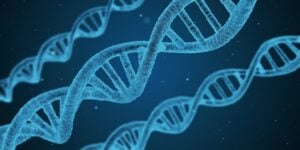 Three DNA strands, symbolizing genetics.