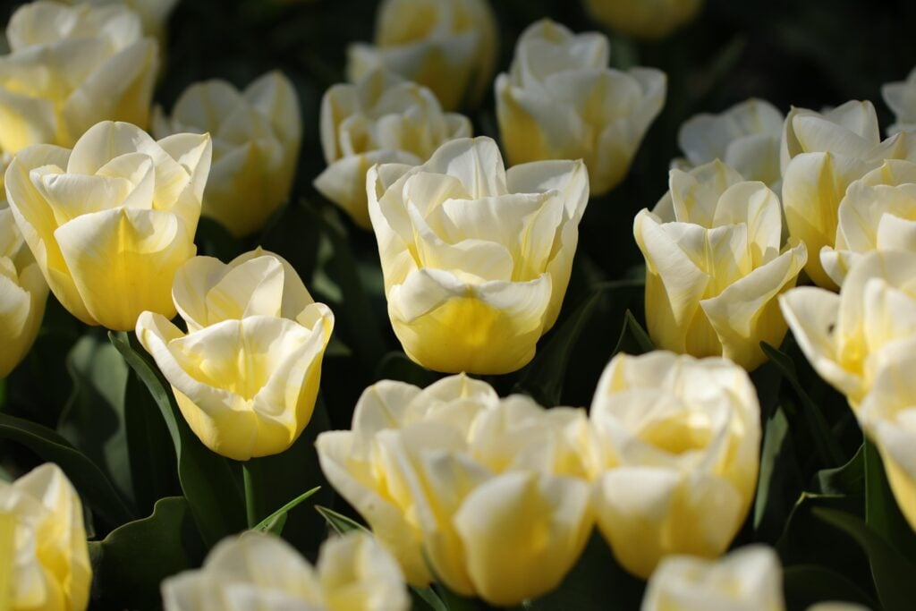 A group of white flowers, tulips.