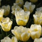 A group of white flowers, tulips.
