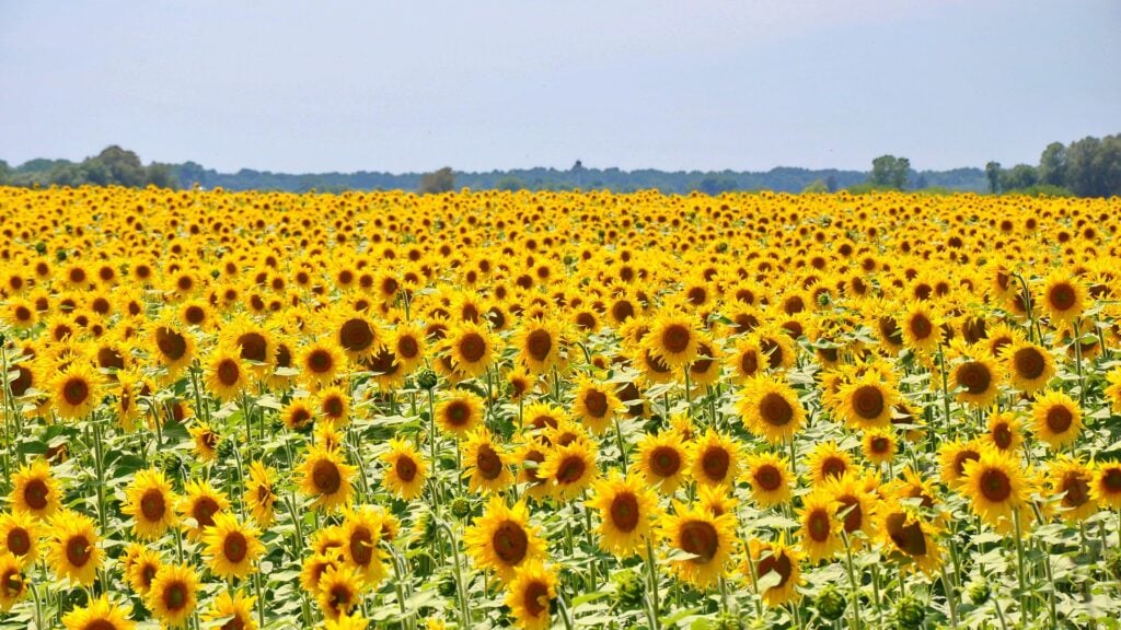 A large field of bright sunflowers in bloom.