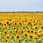 A large field of bright sunflowers in bloom.