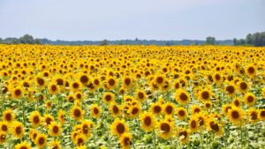 A large field of bright sunflowers in bloom.