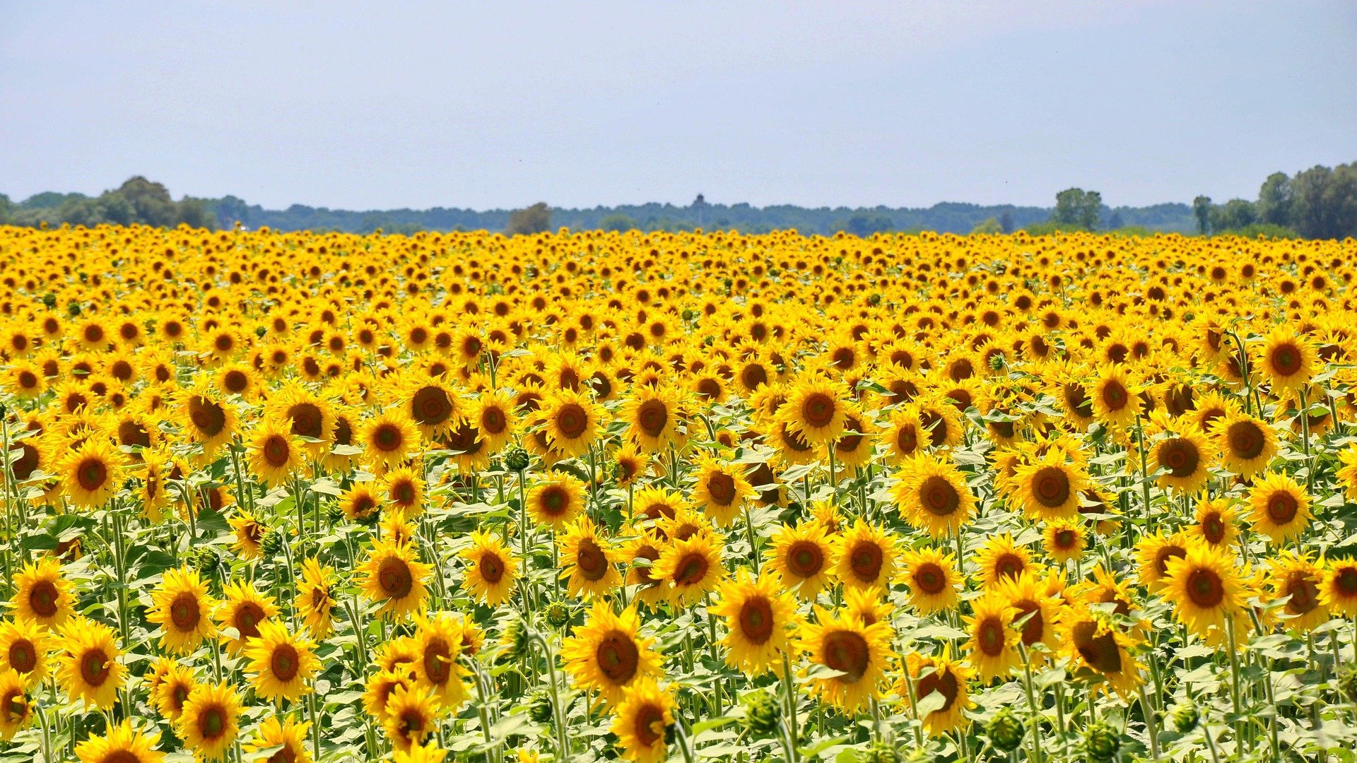 A large field of bright sunflowers in bloom.