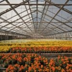 A greenhouse with a lot of sunlight with plants growing in rows going off into the distance.