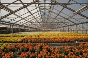 A greenhouse with a lot of sunlight with plants growing in rows going off into the distance.