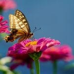 A butterfly landing on a flower.