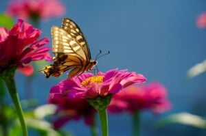 A butterfly landing on a flower.