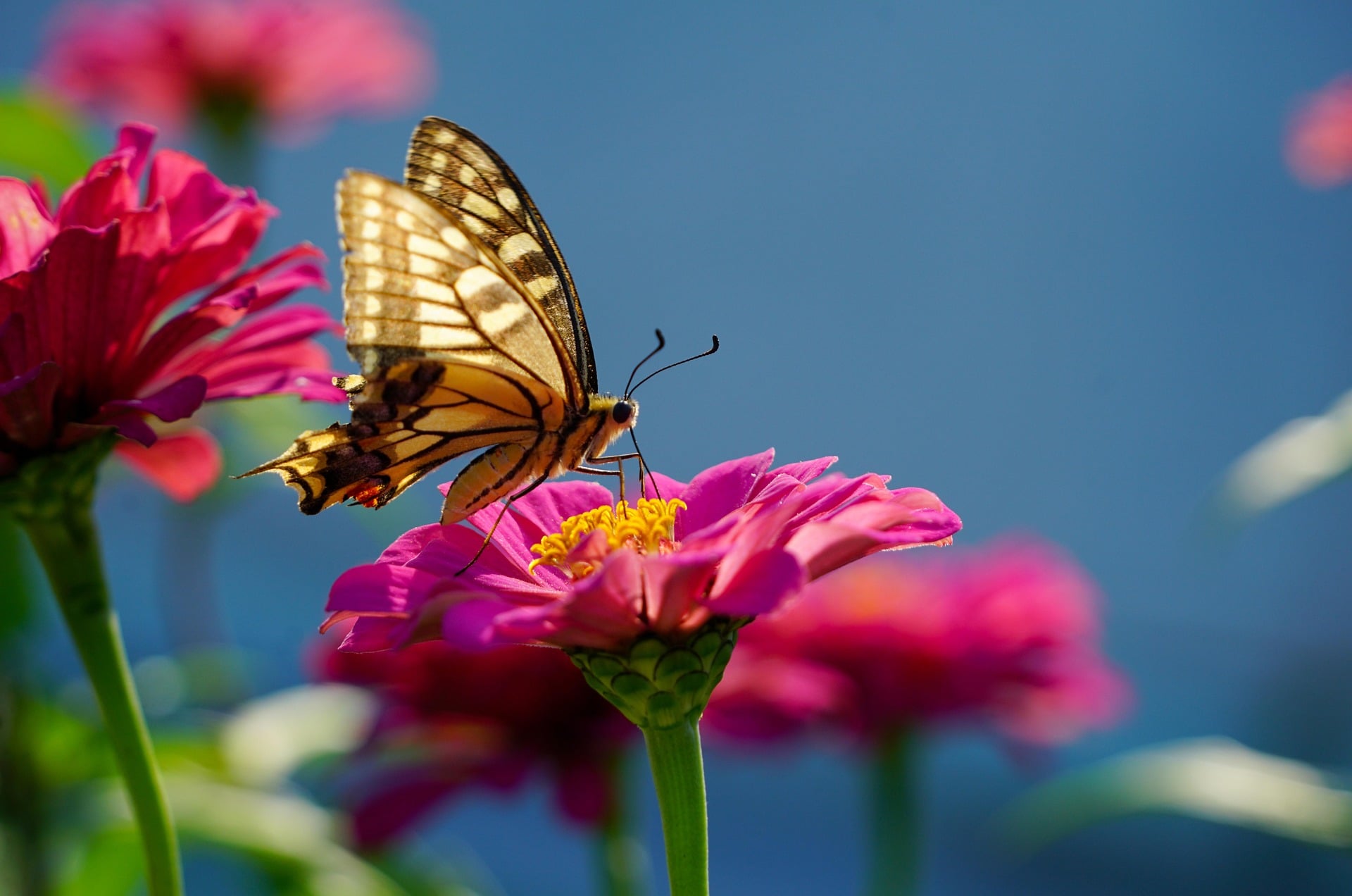 A butterfly landing on a flower.